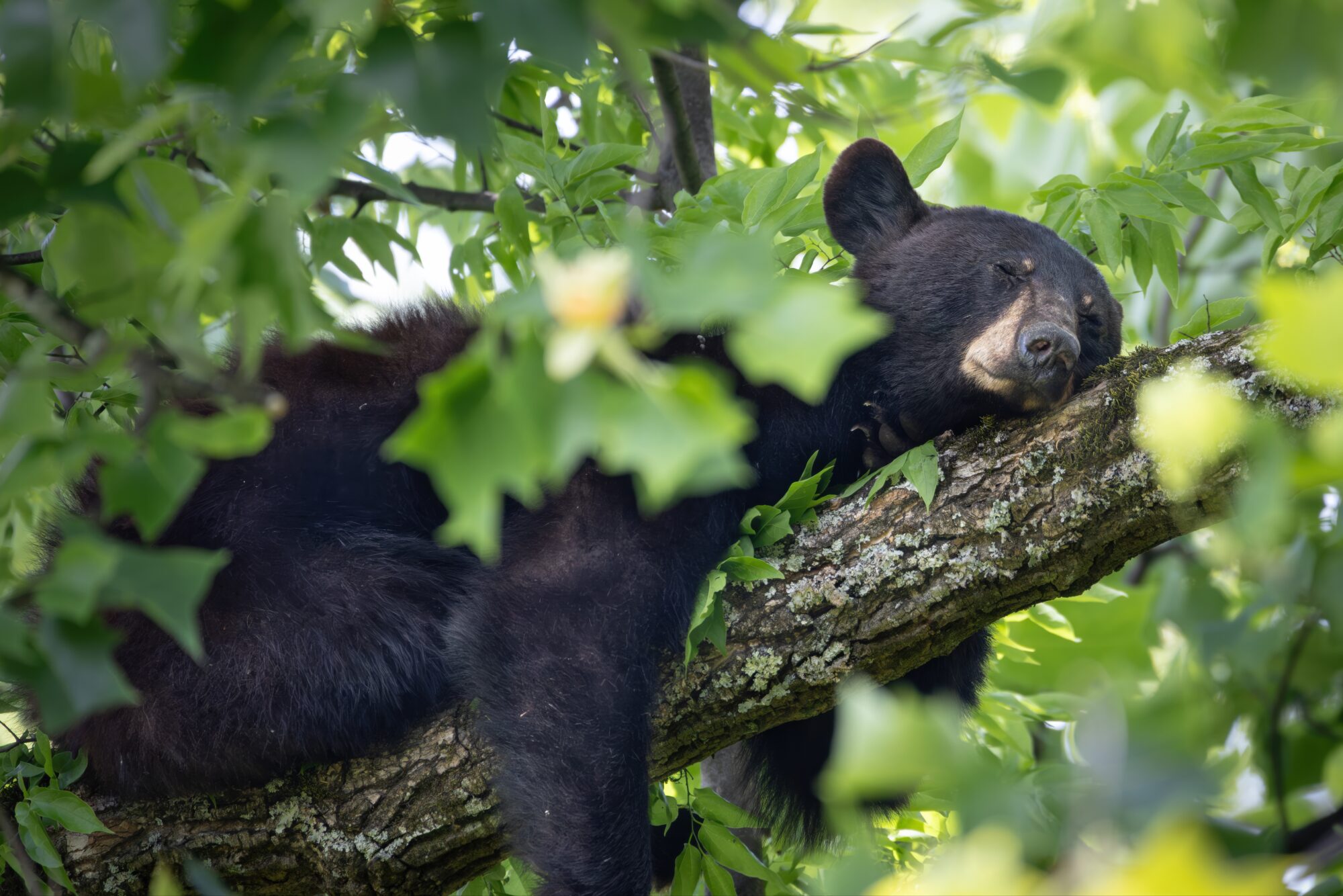 A young black bear resting on a tree branch among green leaves in the Great Smoky Mountains.