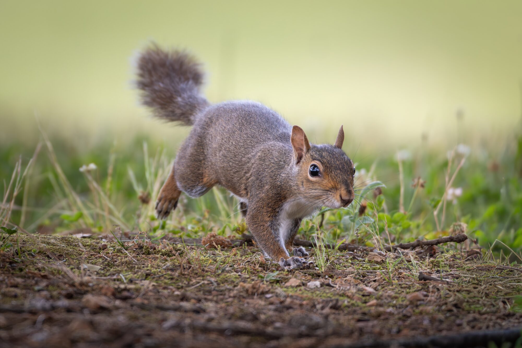 An eastern gray squirrel runs across mossy ground scattered with twigs and short grass, captured mid-stride with its rear leg lifted and bushy tail curled upward, against a soft green blurred background.