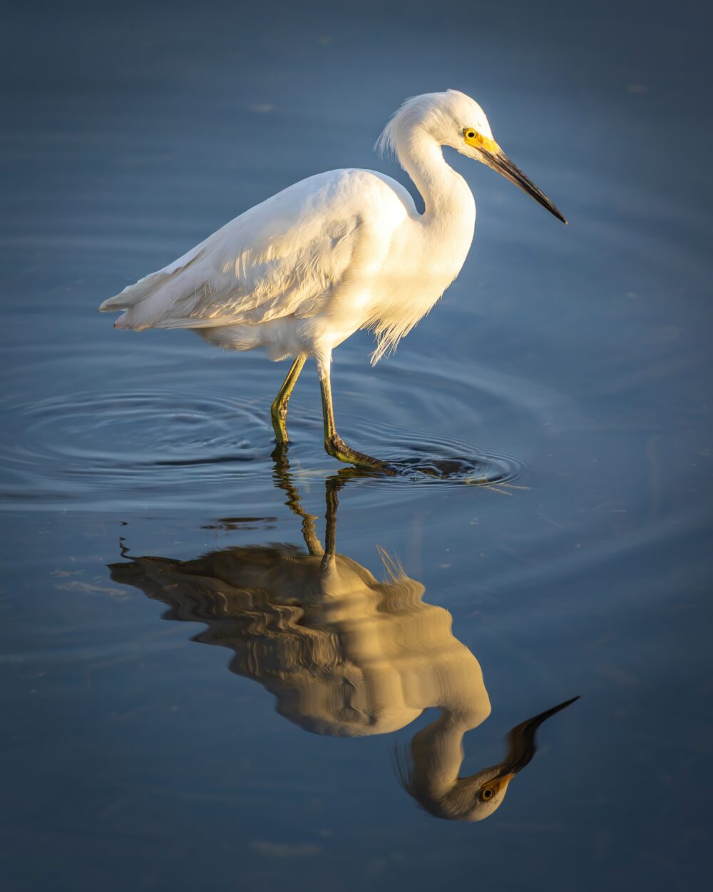 A snowy egret with white plumage, yellow eye, and black bill wades through calm blue water at golden hour, its body mirrored in a clear reflection below.