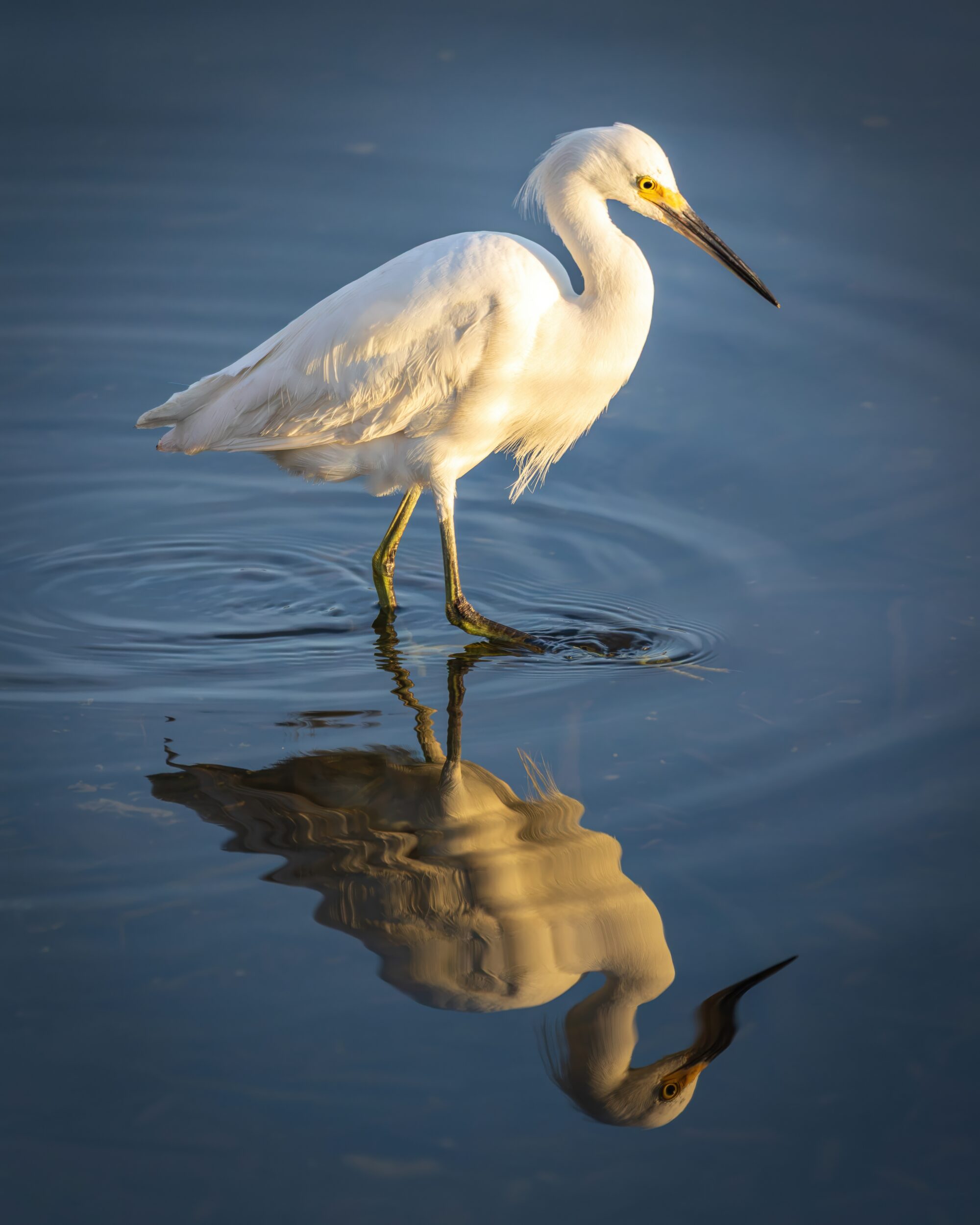 A snowy egret with white plumage, yellow eye, and black bill wades through calm blue water at golden hour, its body mirrored in a clear reflection below.