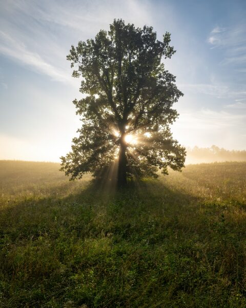 The sun bursts through the branches of a large lone tree at sunrise, casting radiating rays across a fog-covered green meadow with dew on the grass, Cades Cove, Great Smoky Mountains, Tennessee.