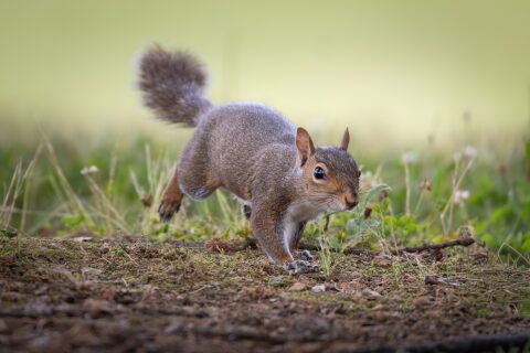 A gray squirrel crouched low in green grass at eye level, tail raised, with sharp detail in its eye and whiskers against a soft green background.