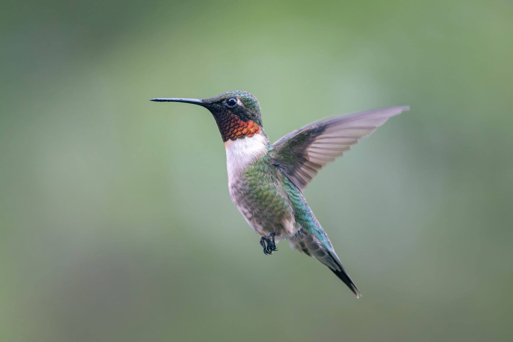 A male ruby-throated hummingbird hovering with a brilliant red throat against a soft green background, East Tennessee.