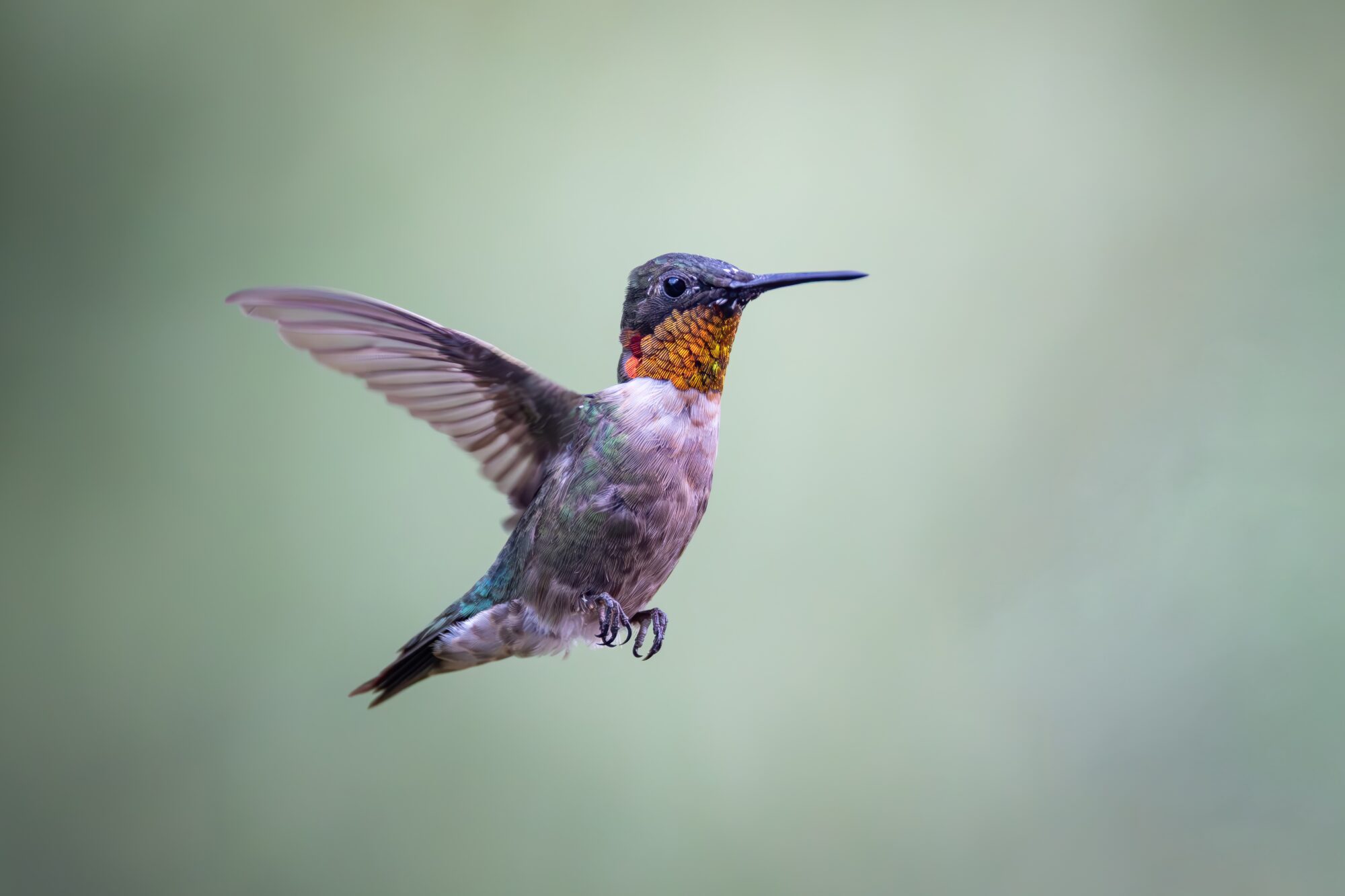 A male ruby-throated hummingbird in flight, throat flashing orange and red as it catches the light, East Tennessee.