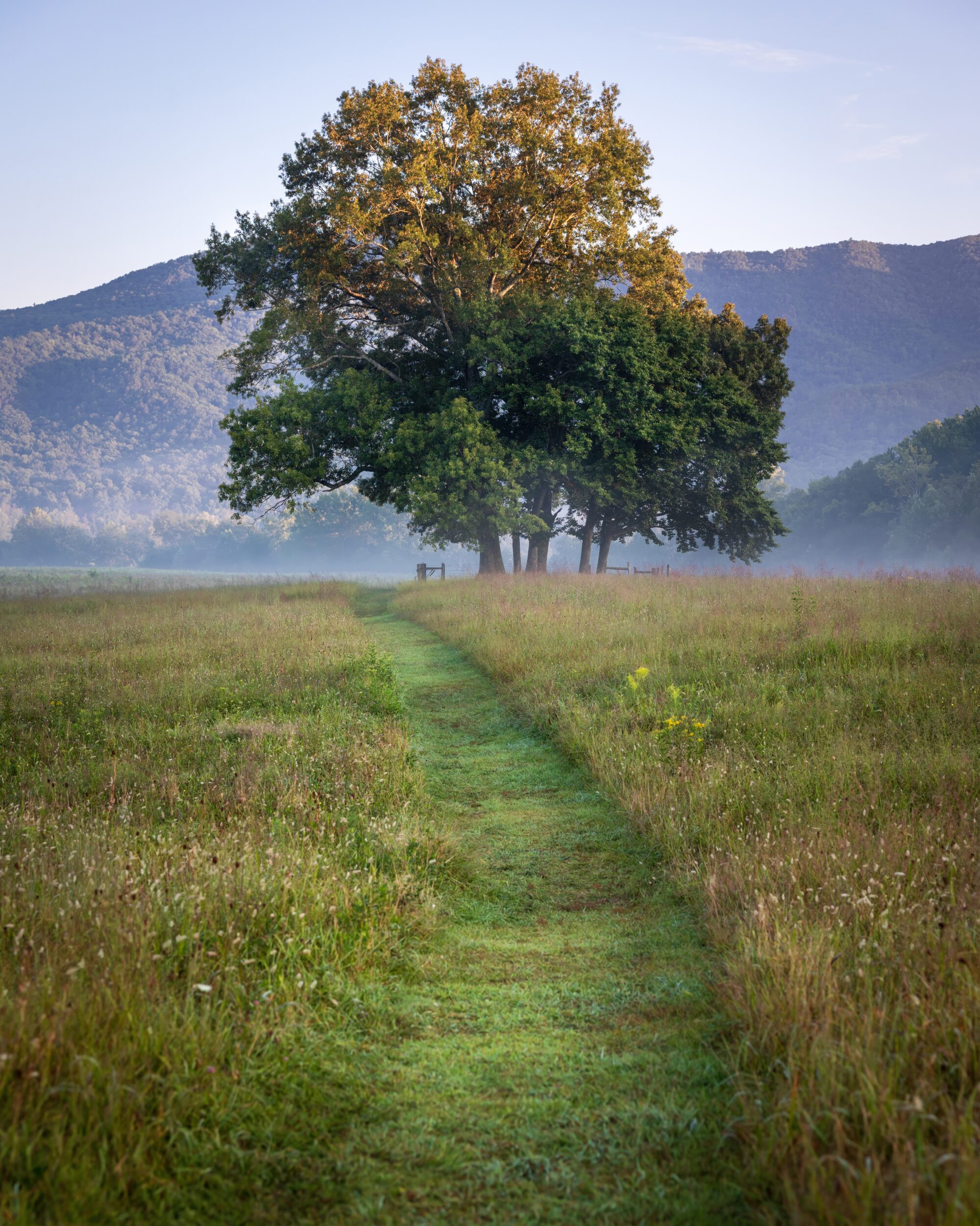 A large oak tree catching first light at the end of a grass path in Cades Cove, with hazy mountains behind.