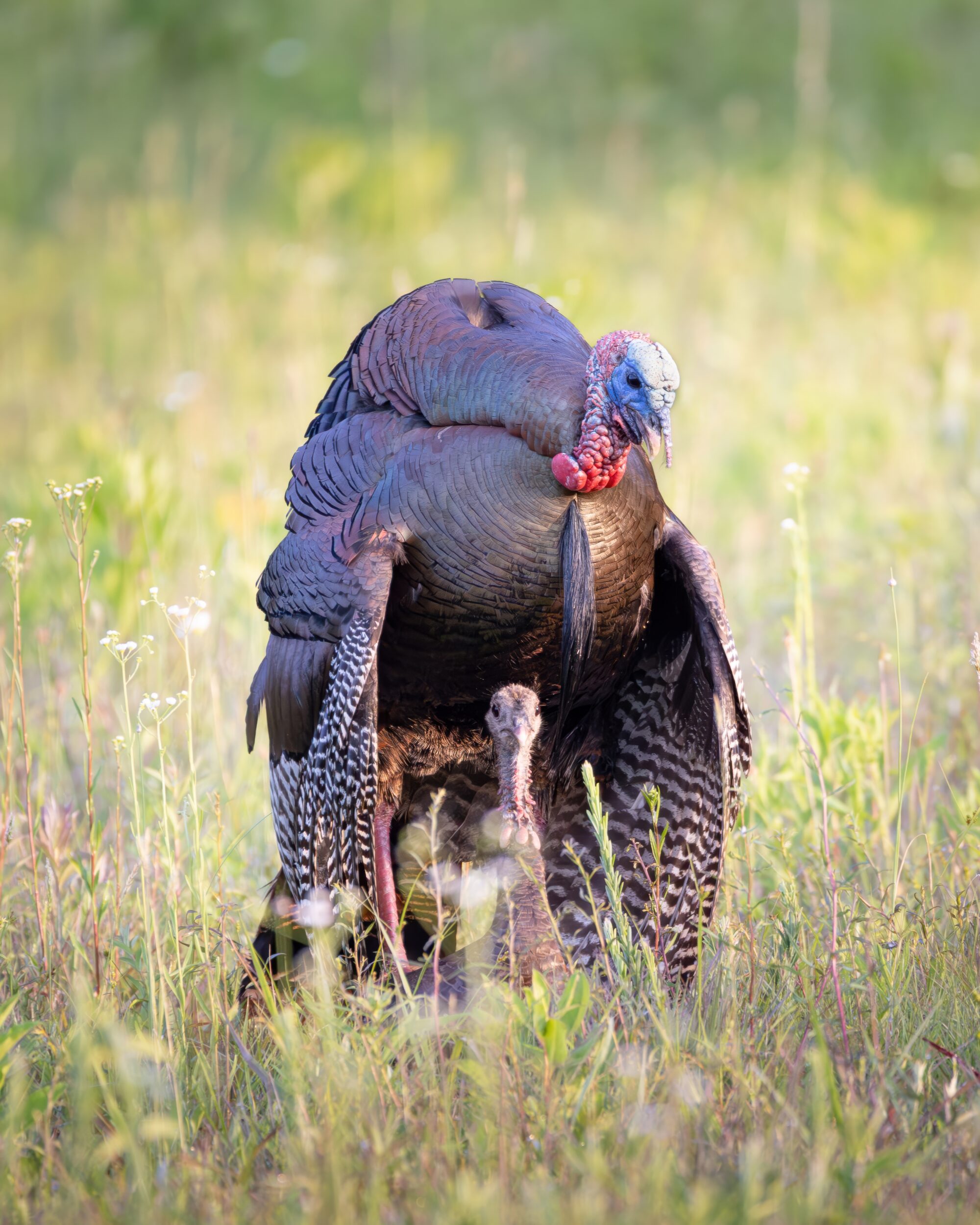 A male wild turkey with iridescent bronze feathers and a red and blue head stands in a grassy meadow. The head of a female turkey peeks out from beneath his body, facing the camera.