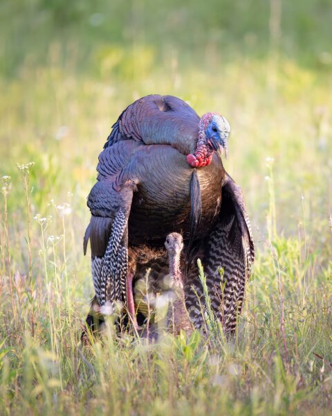 A male wild turkey with iridescent bronze feathers and a red and blue head stands in a grassy meadow. The head of a female turkey peeks out from beneath his body, facing the camera.