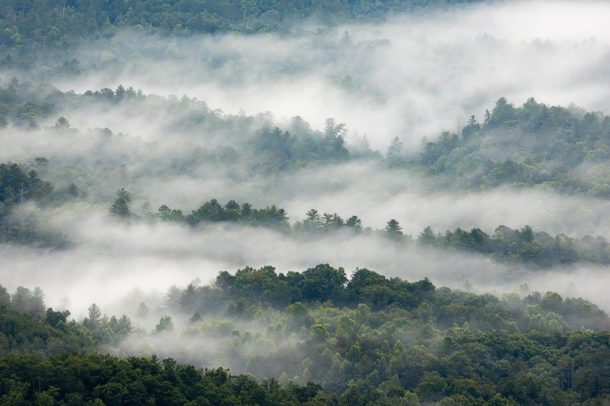 Bands of low fog drift between green forested ridges and hills in the early morning, seen from Look Rock on the Foothills Parkway, Great Smoky Mountains, Tennessee.