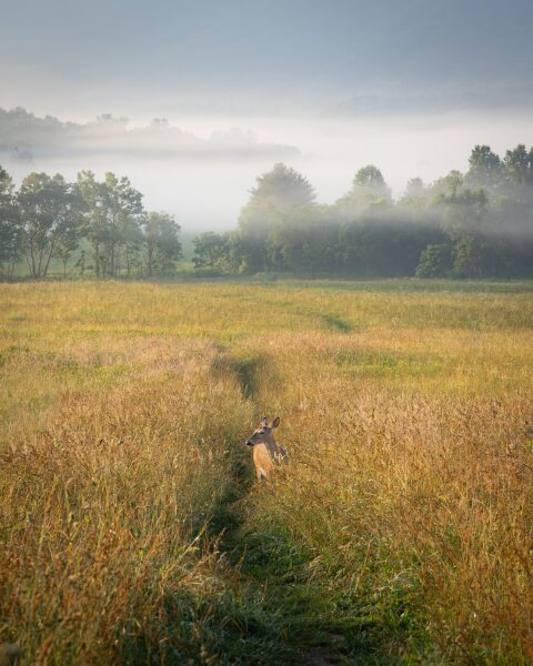 A single white-tailed deer on a grass path in a misty field at sunrise in Cades Cove, Great Smoky Mountains.