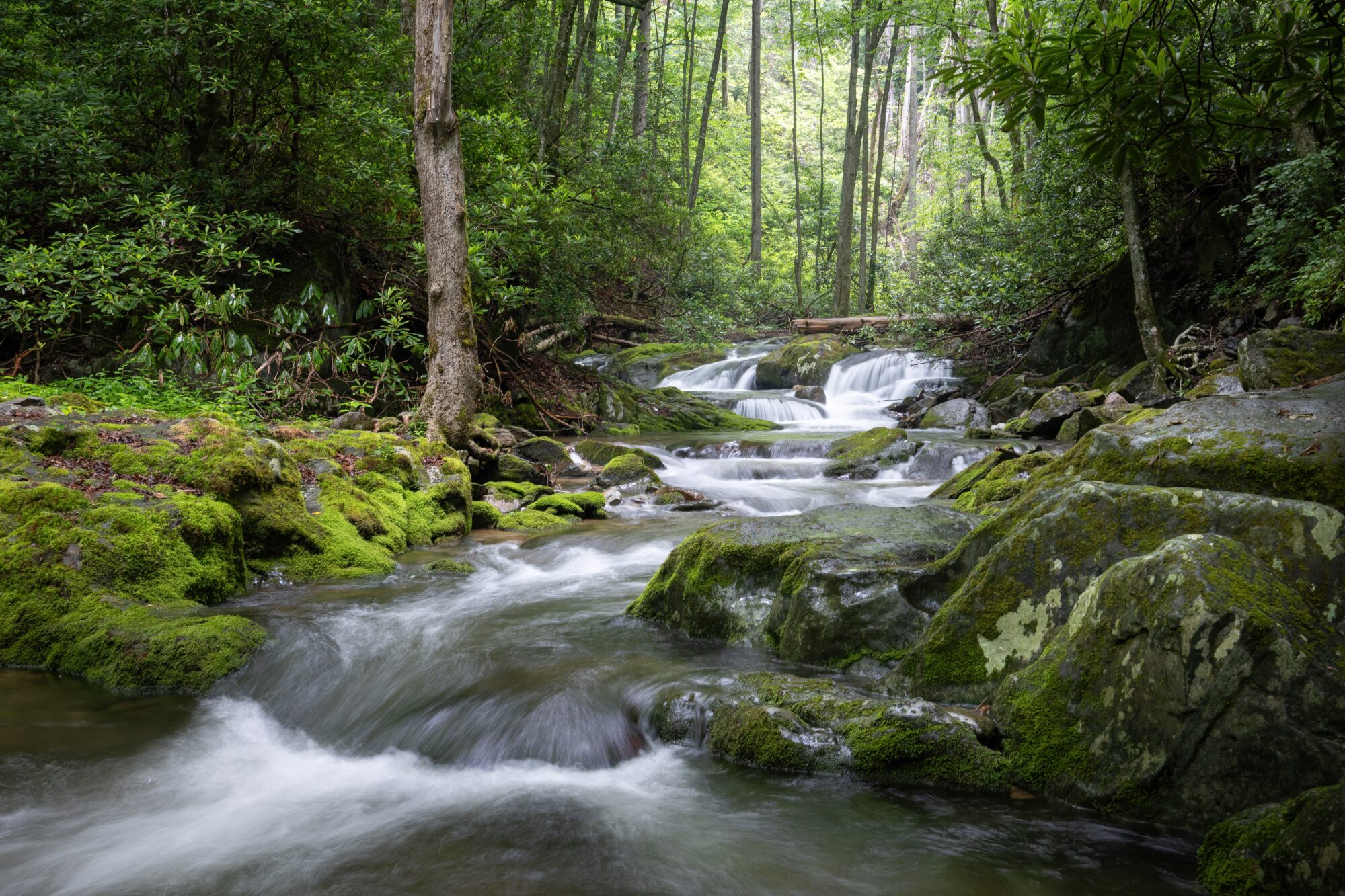 A clear stream flowing over mossy boulders in a green forest in Rocky Fork, Cherokee National Forest, East Tennessee.