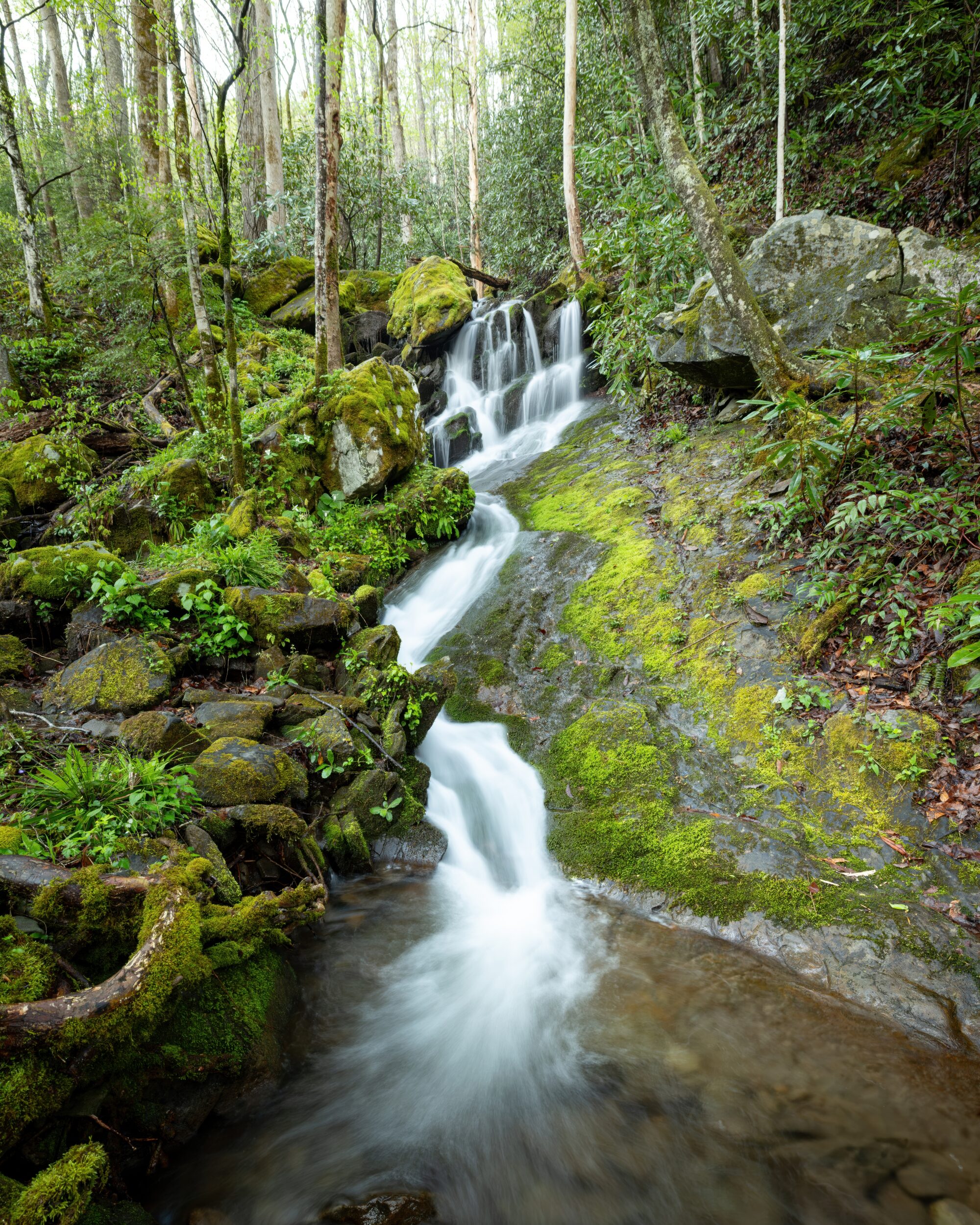 A small multi-tier waterfall cascades down a moss-covered rock face through a lush green spring forest near Tremont in the Great Smoky Mountains, Tennessee.