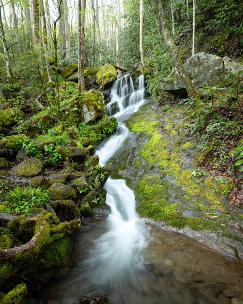 A small multi-tier waterfall cascades down a moss-covered rock face through a lush green spring forest near Tremont in the Great Smoky Mountains, Tennessee.