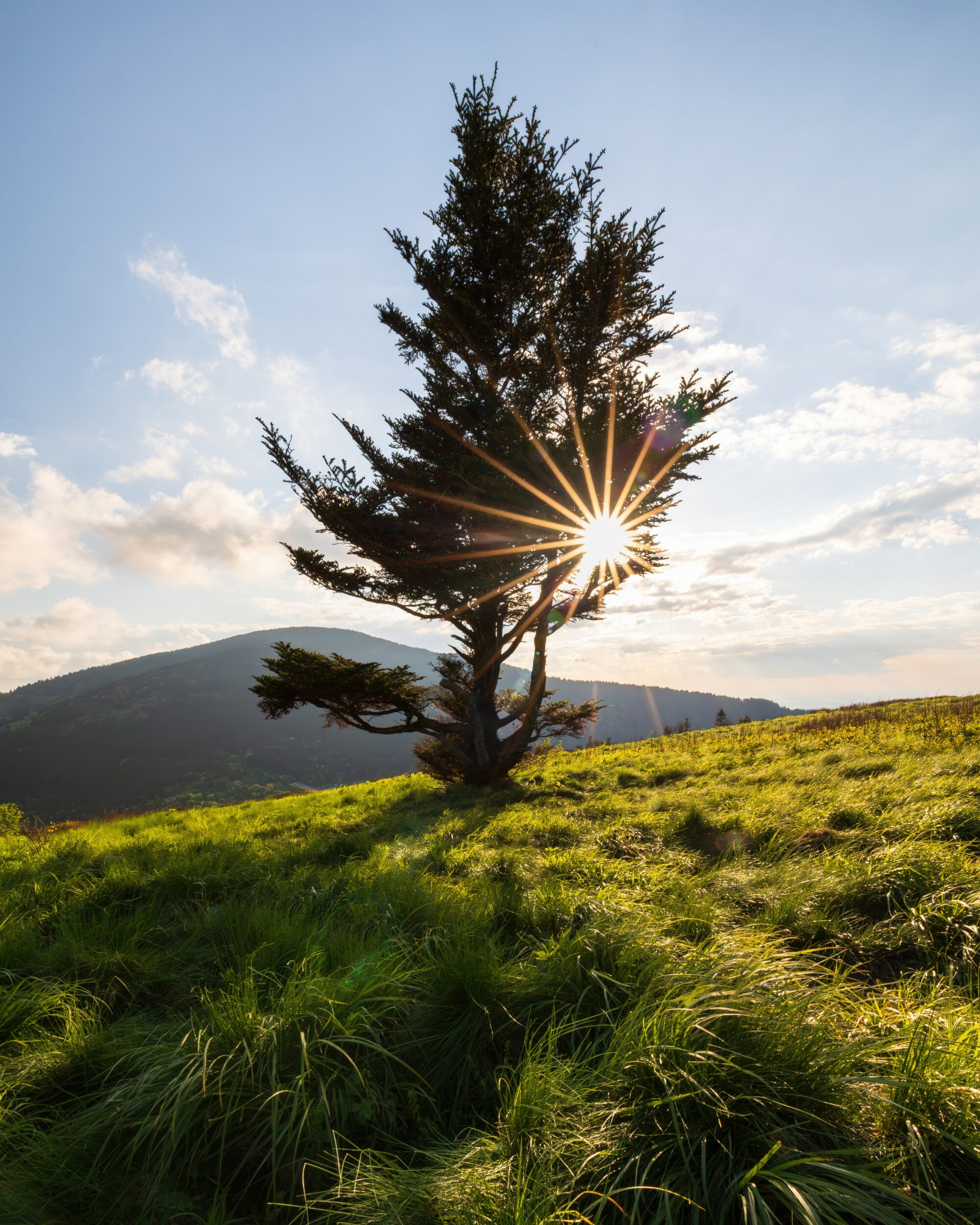 Sun bursting through a lone fir tree on a green bald in the Roan Highlands at first light.