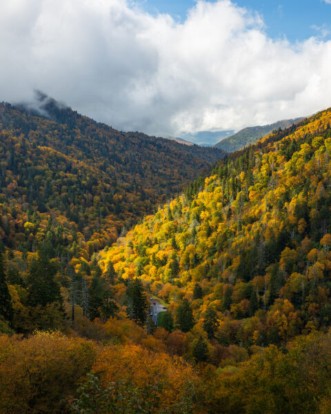 Autumn view down a mountain valley in the Great Smoky Mountains, with golden and orange fall foliage lit by a break in the clouds and Newfound Gap Road winding far below.