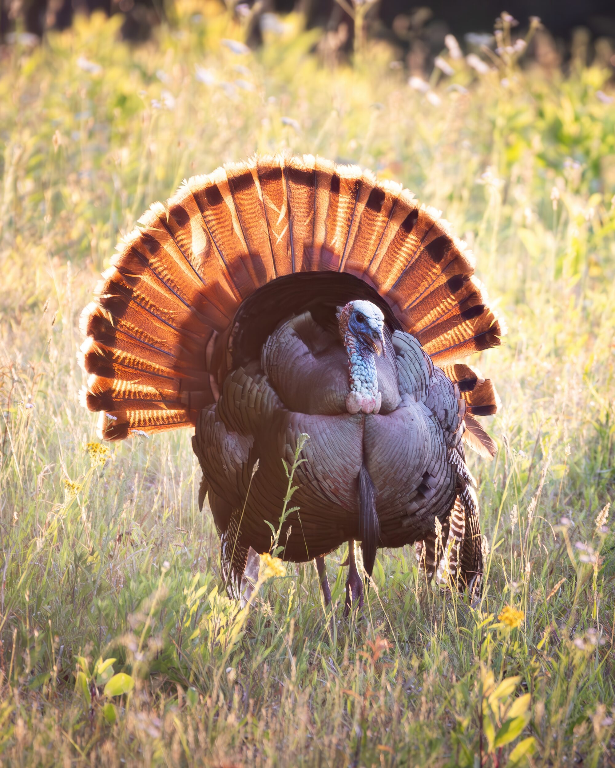 A wild turkey fanning its tail in backlit morning sun, every feather glowing, Cades Cove, Great Smoky Mountains.
