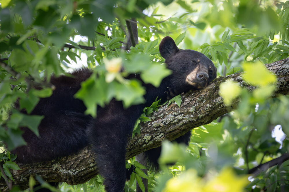 Fine-art landscape and wildlife photography of East Tennessee by Tim McLeod