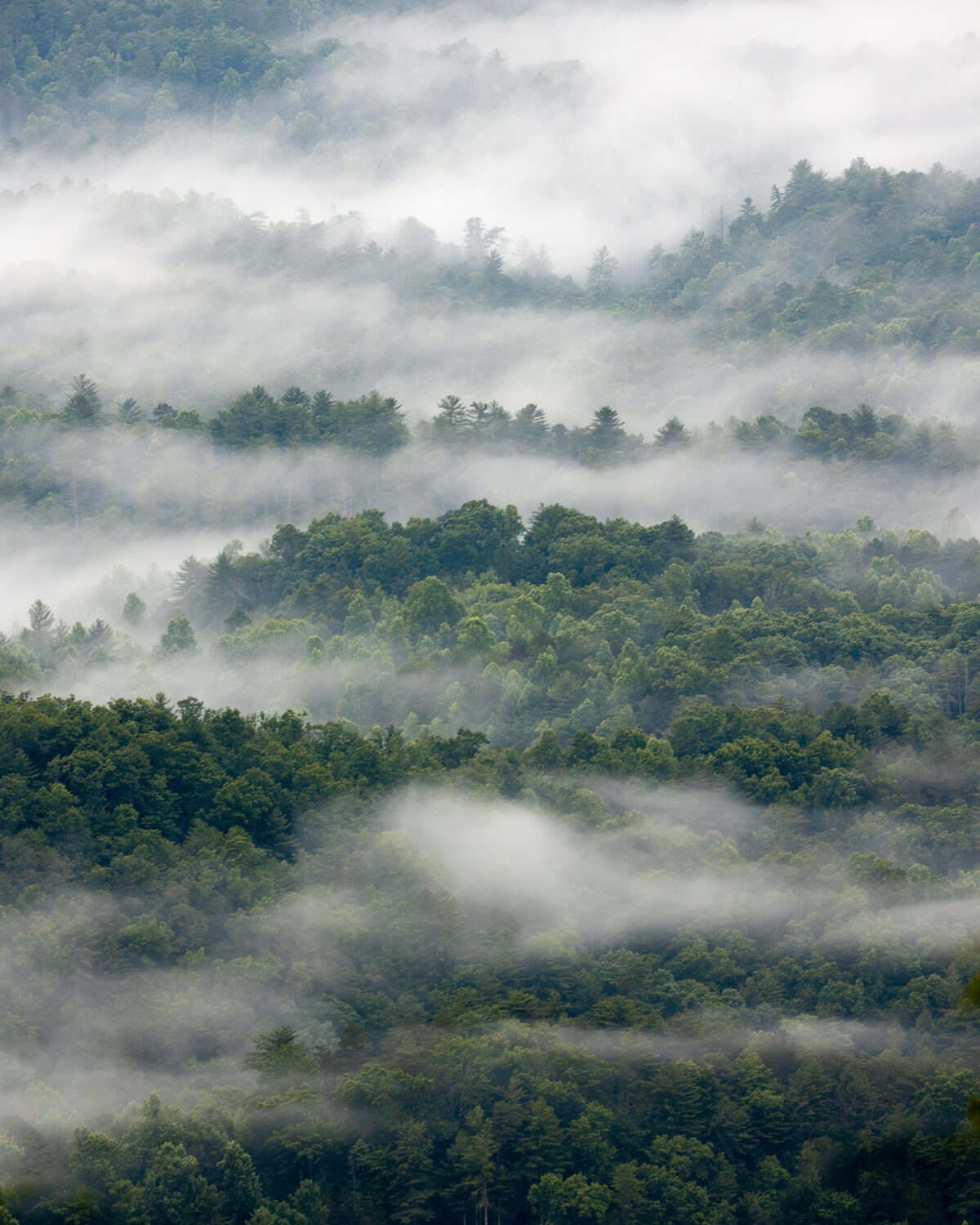 Fog drifting through the forested ridges of East Tennessee at first light.
